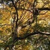 紅葉狩―地獄沢―