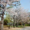 地元川崎の「近隣公園」での花見！！（４）