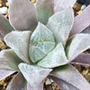ハオルチア属の花！ベヌスタ、十二の巻、100均ハオルチア