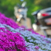 相変わらずの県境プチツーで偶然の芝桜富士