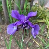 久方ぶりの肩こり