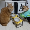 最近の猫たち