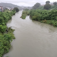 14日早朝の入間川と成木川。増水も成木川は濁度やや改善