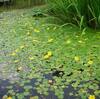 上三依水生植物園