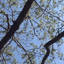 木と根っこ日記