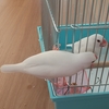 けんかばかりの文鳥達