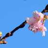 河津桜が咲いています
