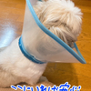 雷がこわくてビビりなもっくん