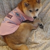 少し前の写真、だよ