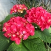 梅雨入り発表  アジサイの花（萼）