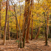 八丁池の紅葉　見ごろ