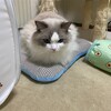 久しぶりに大きな鳥がやってきたこと