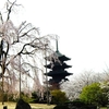 【フリートークしてみる】京都の桜を見てきた話