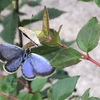 シジミチョウも今年は少ない