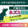 ネズミ駆除は自分でできる？業者との違いと再発を防ぐ方法【無料点検あり】