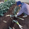 【家庭菜園農家】ネギの植え替え方法