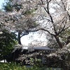 🌸桜の季節ですね🌸