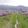 札幌市手稲区桜満開