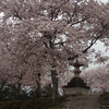 まだまだ桜