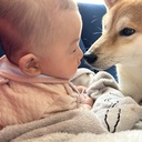 柴犬ろくと子育て