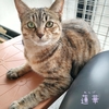 麦わら猫のれんげちゃん人馴れ修行頑張ってます【3/9譲渡会参加予定】