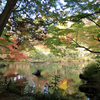 2022年成田山公園の紅葉へ