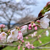 苗箱に土入れ作業と桜の開花