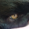 今日の黒猫モモさんの動画ー１７８