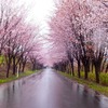 津軽観桜会ツアーズ2016 〜世界一長い桜並木
