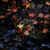 散紅葉