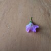 一年生にもらった小さな小さな花