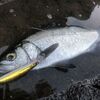 ヒラスズキが釣れない７つの理由