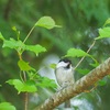 山の夏鳥達（オマケ）