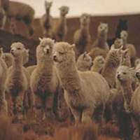 アルパカについてのq A アルパカタウン ブログ