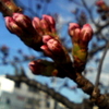 疎水の桜、まだまだ蕾ですよ　より。