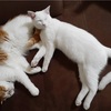 猫は何故あんなに眠るのか？猫と睡眠の関係。