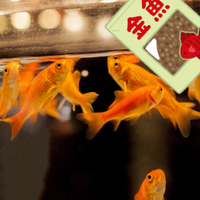 プロが答えるq A 金魚の肉瘤を大きくする方法は 優しい熱帯魚さんサテライト