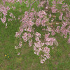 箱根の桜と仙石原湿生花園
