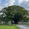 14日目 日本周遊 徳島 鳴門のうずしおに八十八ヶ所、またまた大きな木と自然に感動