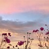 朝のコスモス、略して朝モス！