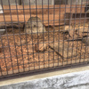 物質界のおもひでぽろぽろ。姫路市立動物園、素人の写真。Rest in peaceが言えなくて。