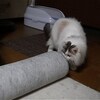 二匹の猫、トンネルで遊ぶ