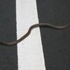 道路横断中