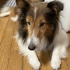 そろそろ介護の時期なのか？