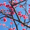 緋寒桜。