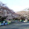 ３月２９日・土曜日・朝７時１２分・上野公園・桜