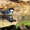 水浴びをするシジュウカラ