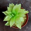 🌵多肉植物   名無しハオルチアの植え替え  他🌵