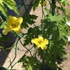ゴーヤの花