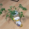 トマト培養中